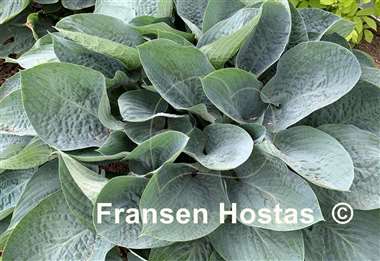 Hosta Above the Clouds